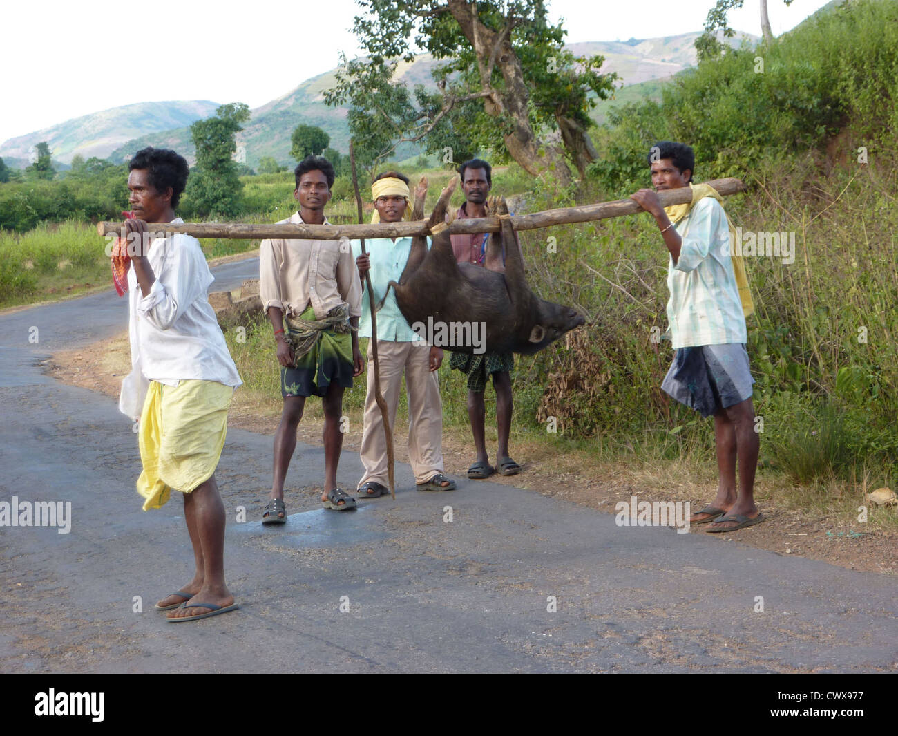 ORISSA, Indien - NOV 11 - junge Jäger bringen nach Hause ein Wildschwein am 11. November 2009 in Orissa, Indien Stockfoto