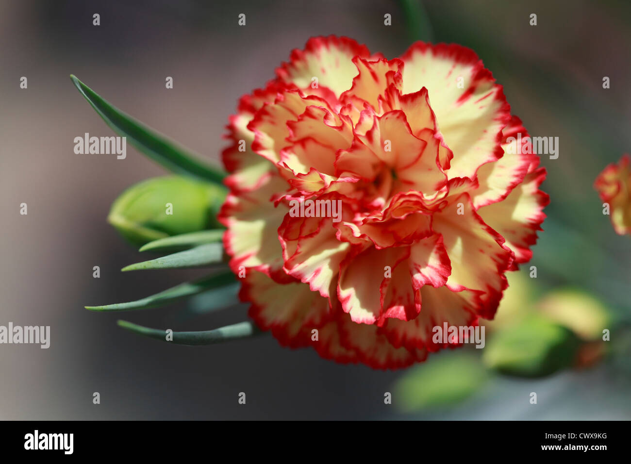 Nelke [Dianthus Caryophyllus] Stockfoto