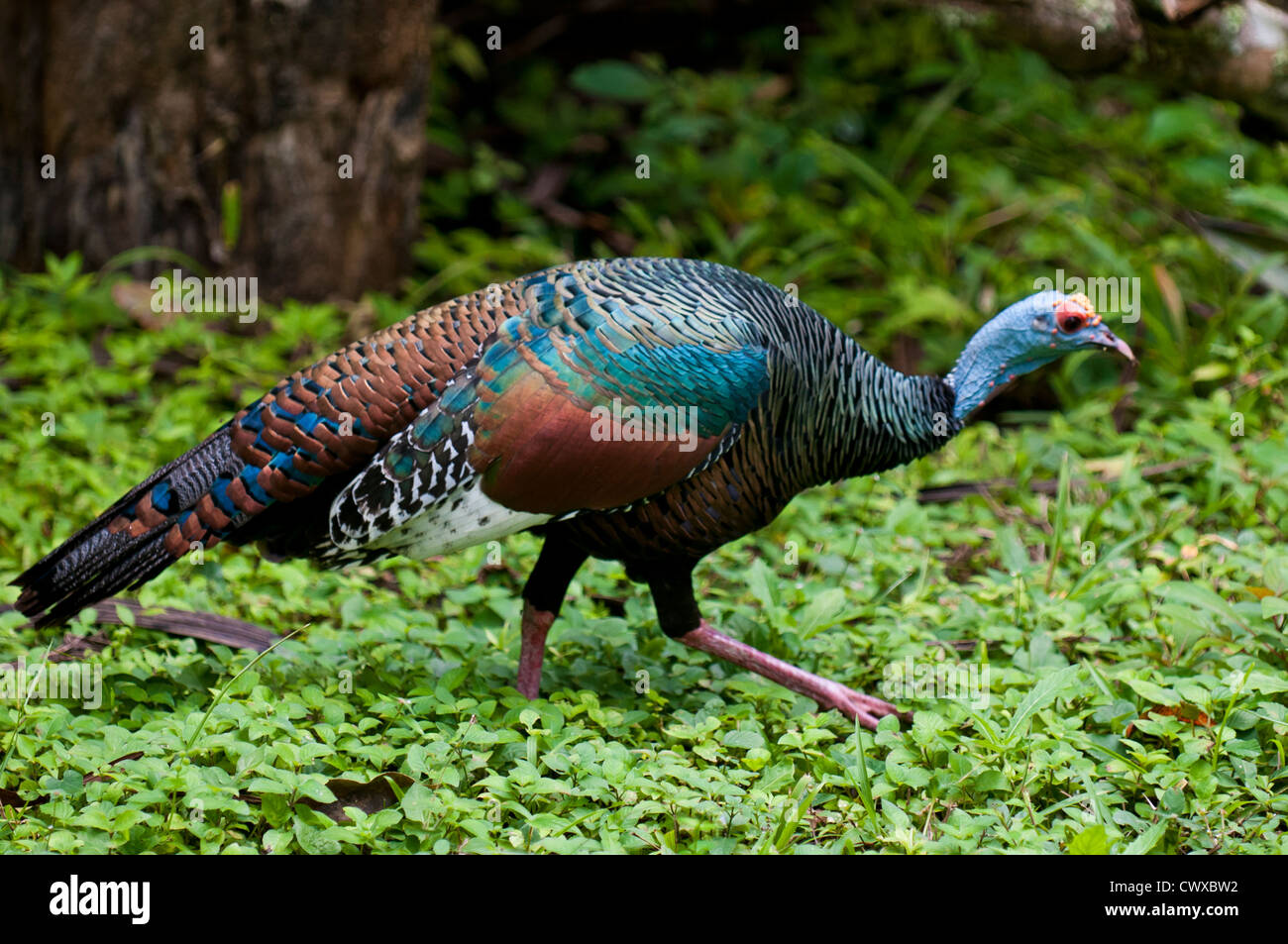 Pfauentruthuhn, Meleagris Ocellata, Tikal Nationalpark Parque Nacional Tikal, UNESCO-Weltkulturerbe, Guatemala. Stockfoto