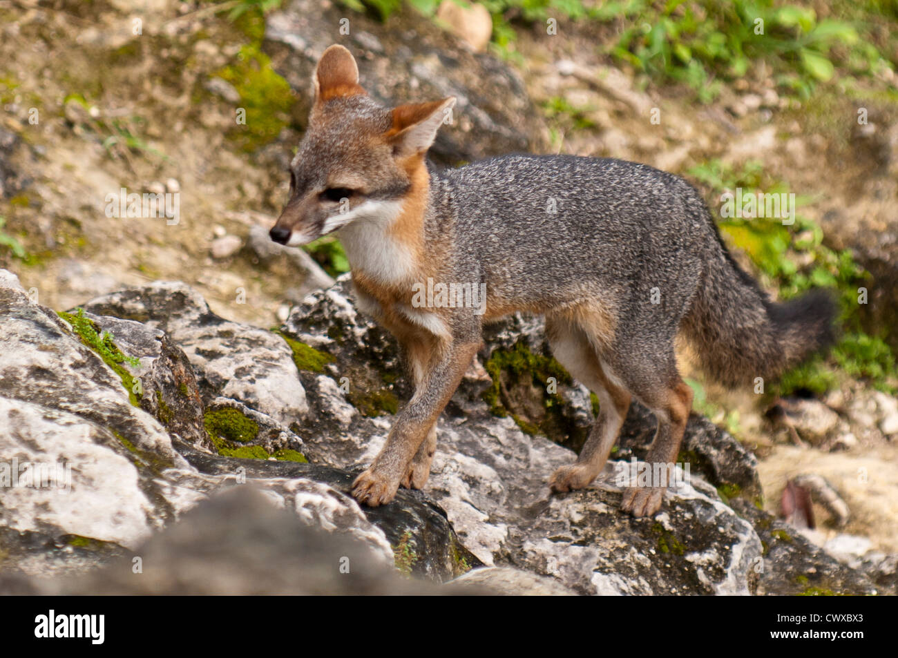 Gray Fox, Urocyon Cinereoargenteus, Tikal Nationalpark Parque Nacional Tikal, UNESCO-Weltkulturerbe, Guatemala. Stockfoto