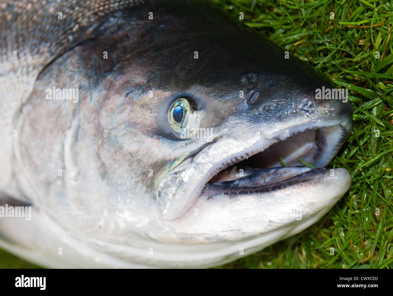 Fangfrischer Wildlachs: Chinook: King Salmon. Gefangen auf einen Spinner Sportfischerei. Stockfoto