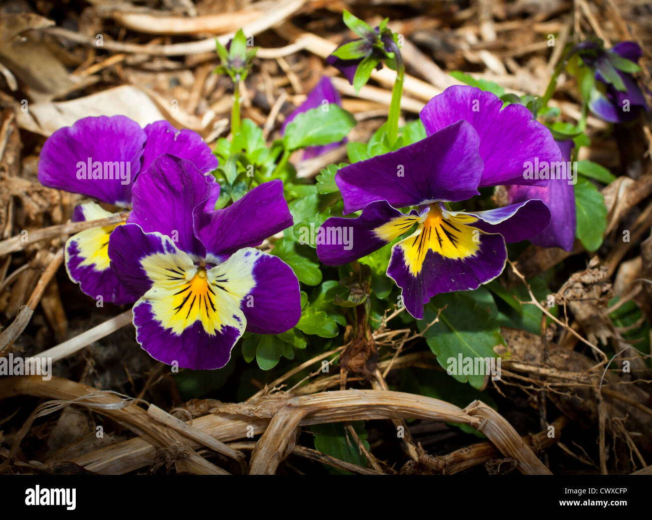 Stiefmütterchen (Viola) essbaren Blüten. Stockfoto