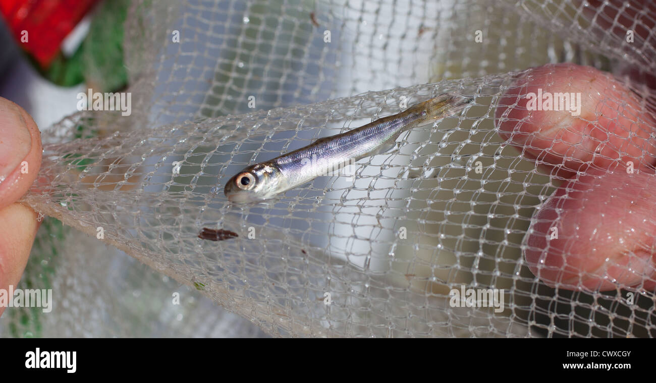 Lachs Braten: (Salmonidae) Chinook Lachs: King Salmon Stockfoto