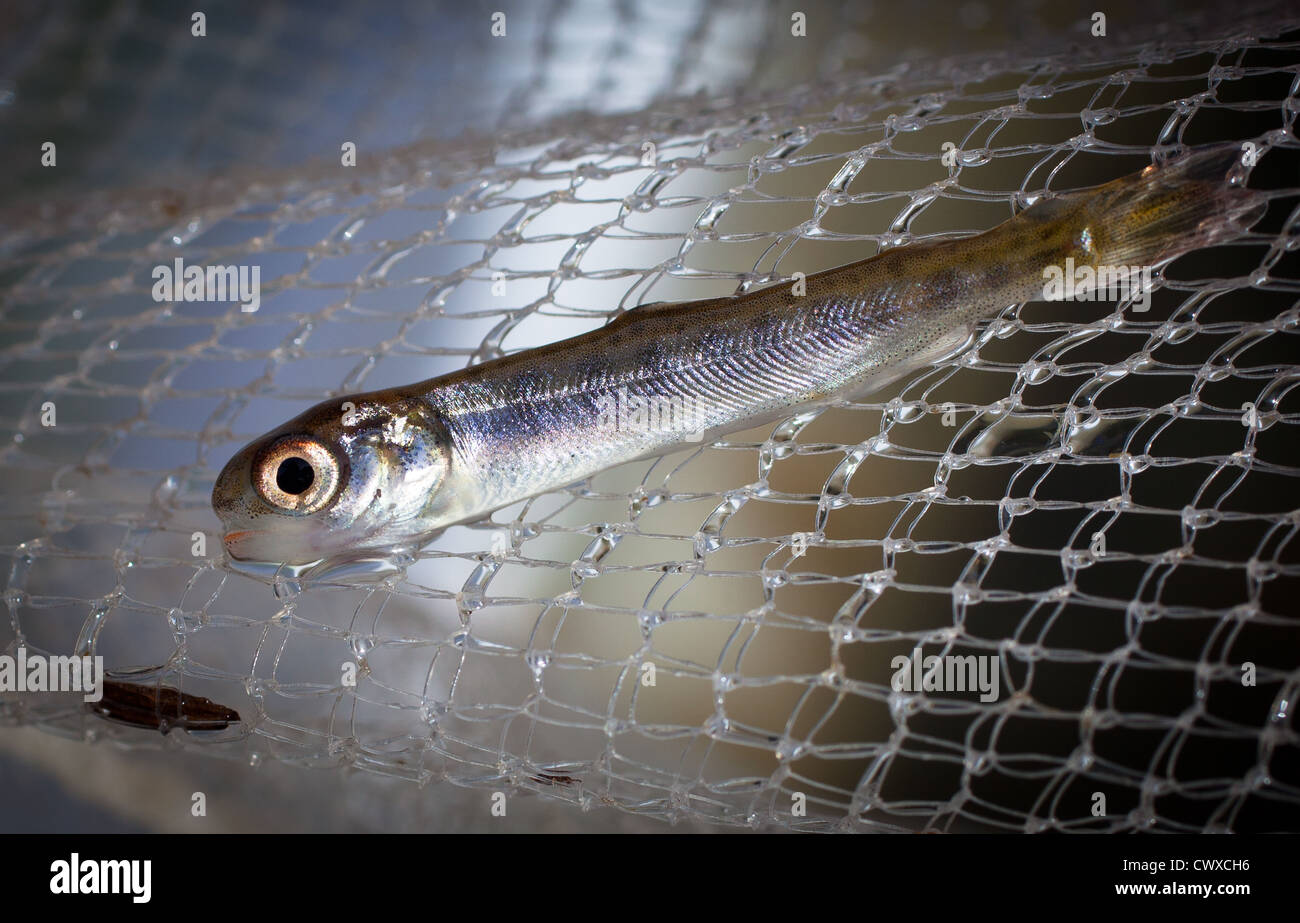 Lachs Braten: (Salmonidae) Chinook Lachs: King Salmon Stockfoto