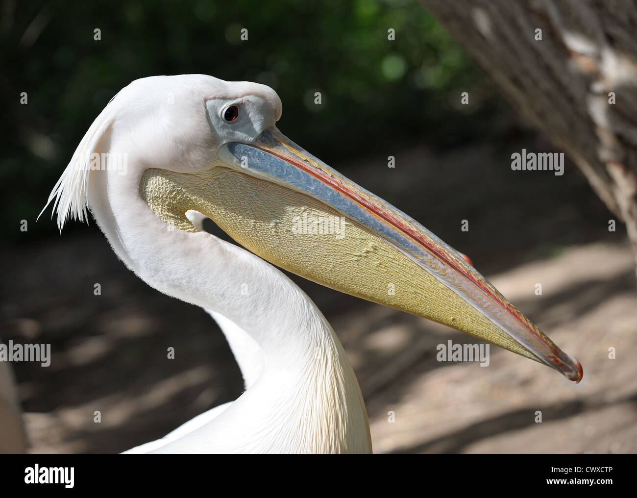 Pelikane auf dem See im Zoo. Stockfoto