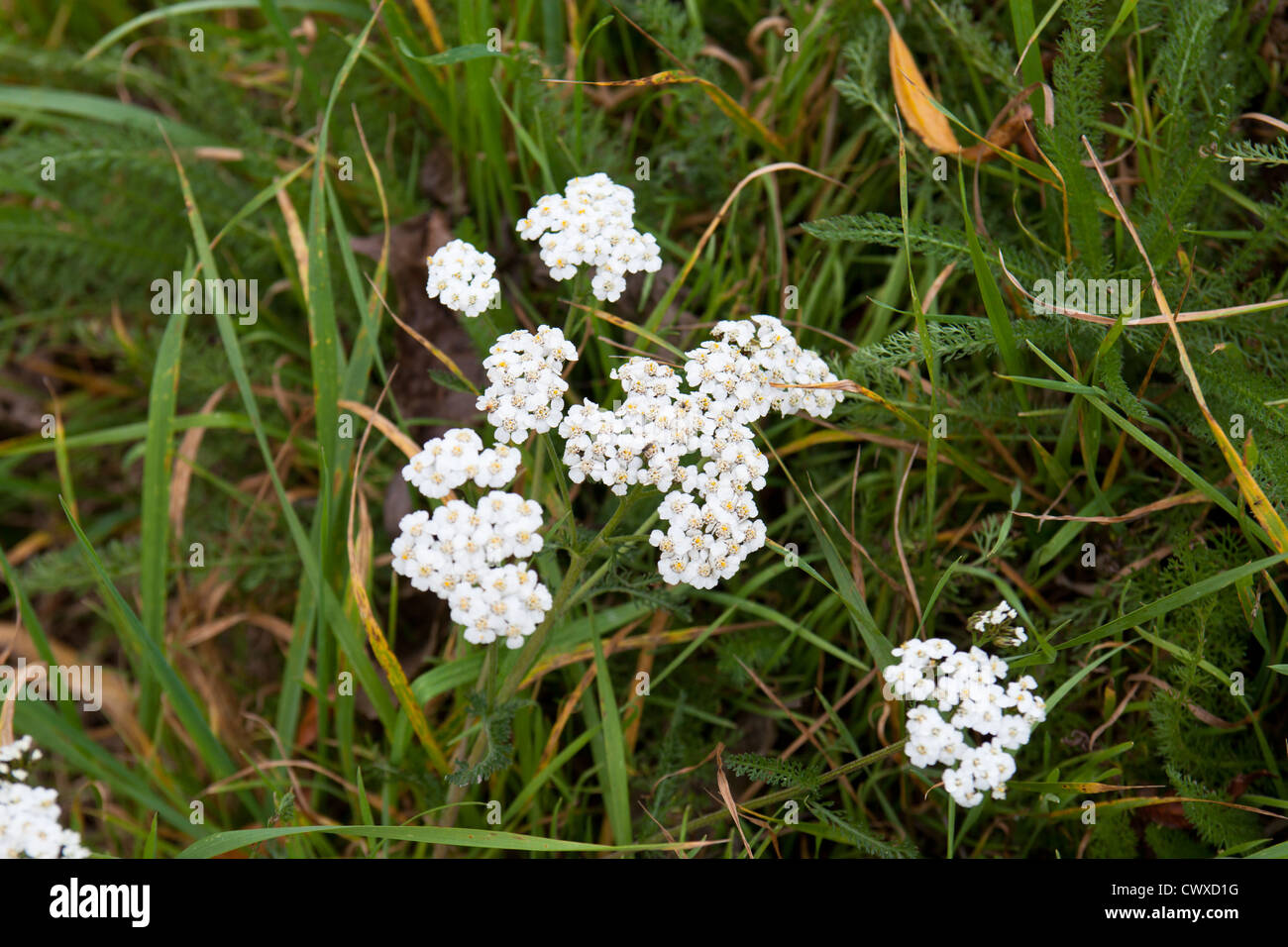 Schafgarbe: Heilpflanze (Achillea Millefolium) Stockfoto