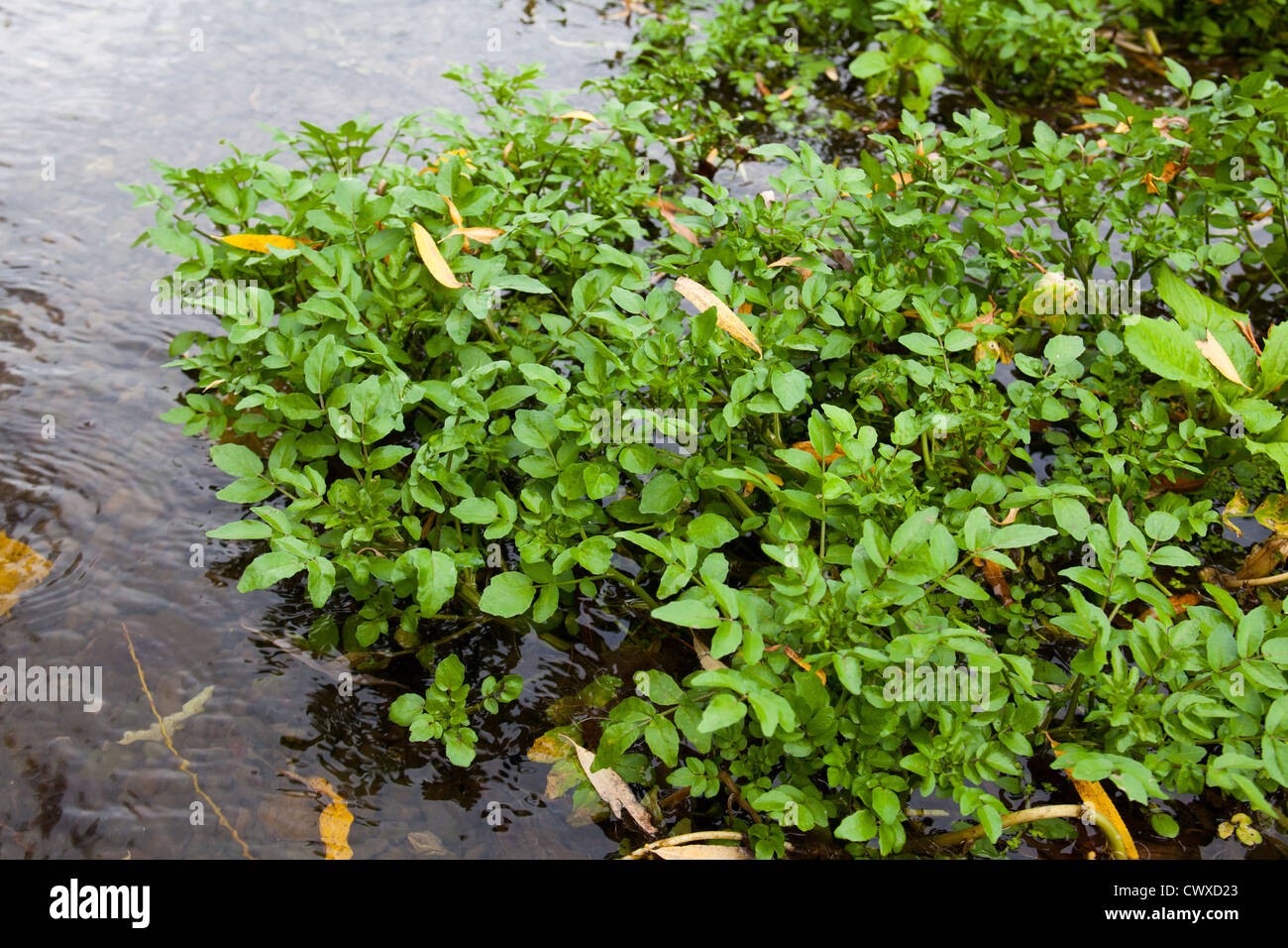 Brunnenkresse an einem Bach. eines der Natur nährstoffreichste Gemüse. Pfeffrig gewürzt: ausgezeichnet in einen Salat oder eine Suppe. Stockfoto