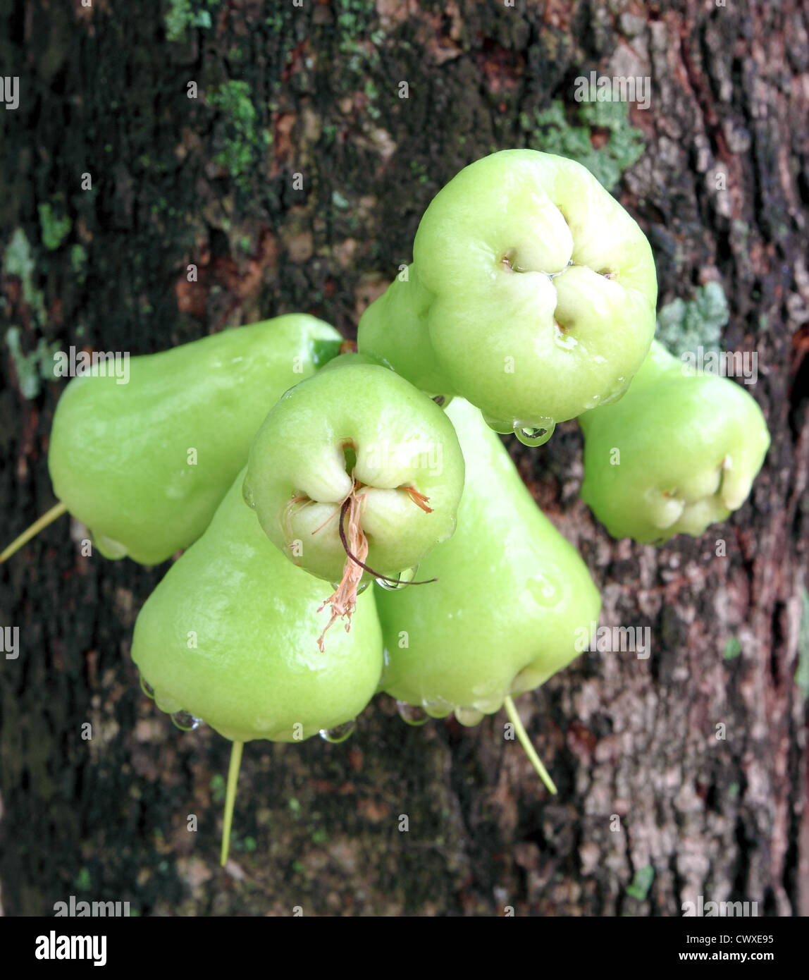 Grüne Rose Apple oder Chomphu auf dem Baum Stockfoto