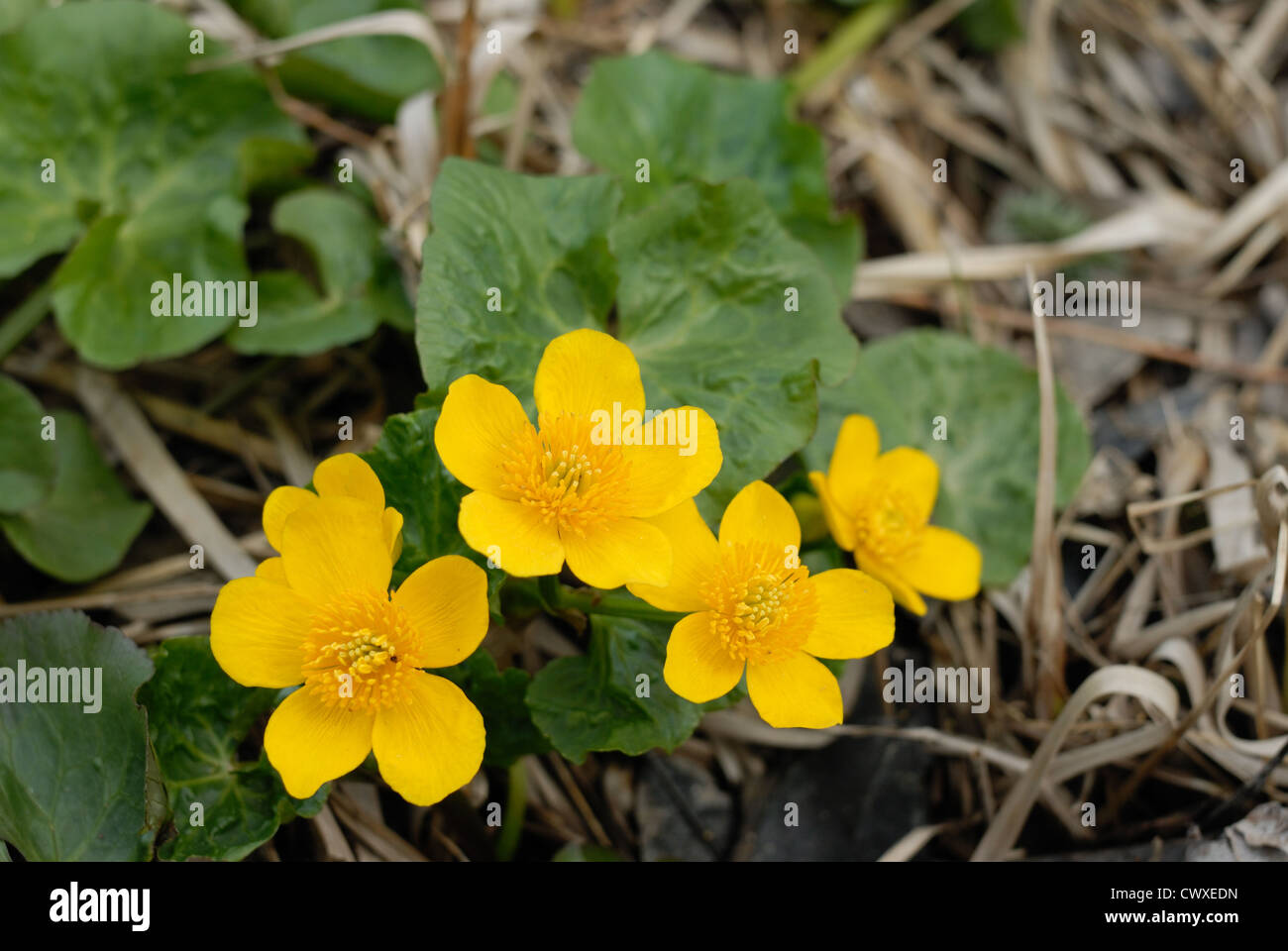 Marsh Marigold (Caltha Palustris) Frühling am Ufer des Baches. Stockfoto