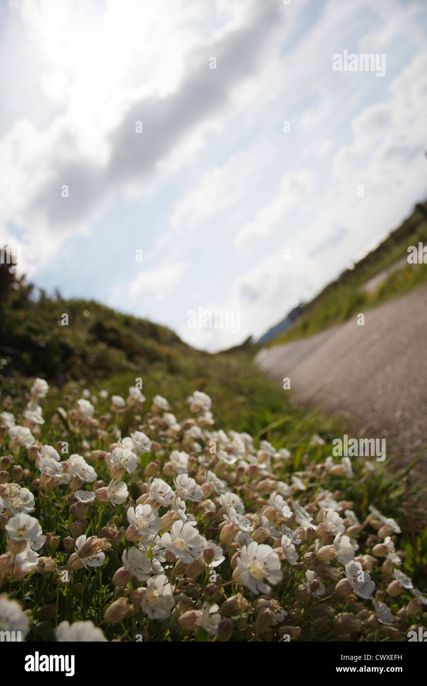 Meer Campion - Silene maritima Stockfoto