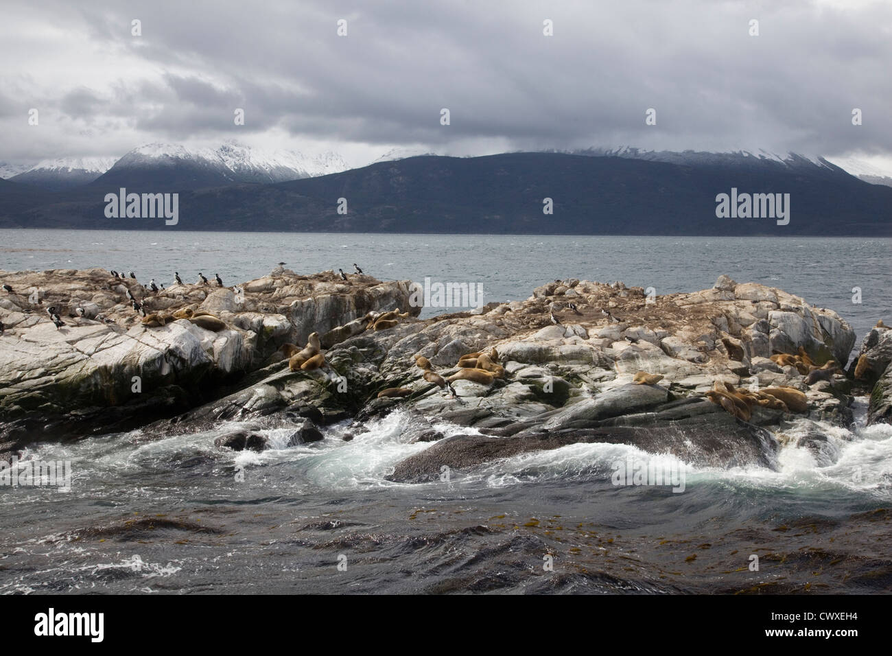 Südliche Seelöwen & Kormorane ruht auf den Inseln von Tierra Del Fuego, Ushuaia, Feuerland, Argentinien, Südamerika Stockfoto Südliche Seelöwen & Kormorane ruht auf den Inseln von Tierra Del Fuego, Ushuaia, Feuerland, Argentinien, Südamerika Stockfoto