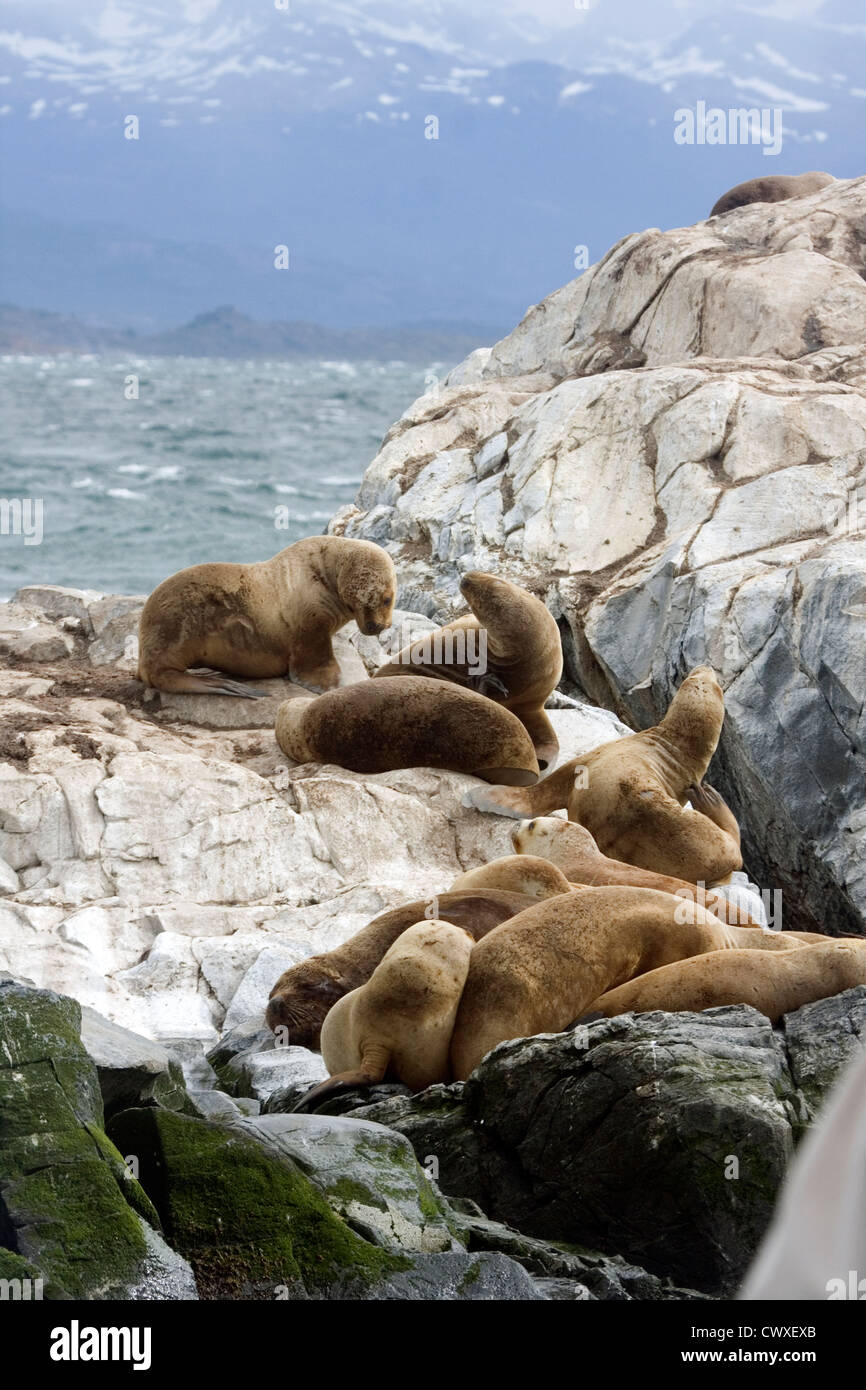 Südliche Seelöwen ruht auf den Inseln vor Ushuaia, Feuerland, Argentinien, Südamerika Stockfoto Südliche Seelöwen ruht auf den Inseln vor Ushuaia, Feuerland, Argentinien, Südamerika Stockfoto
