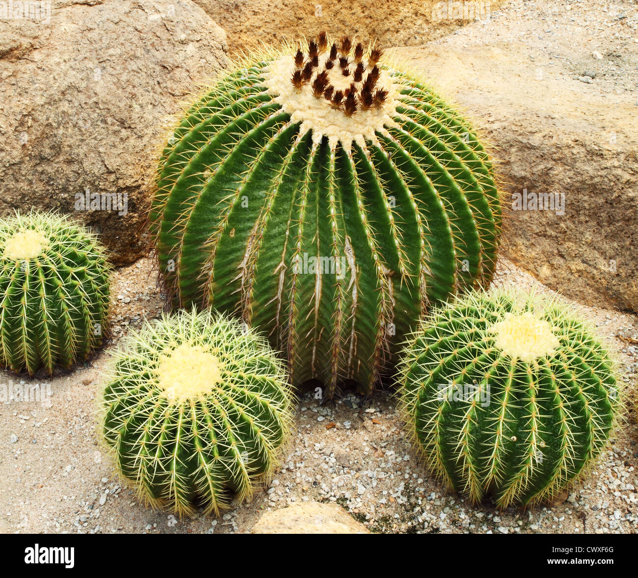 Riesige Kakteen in Nong Nooch Tropical Botanical Garden, Pattaya, Thailand Stockfoto