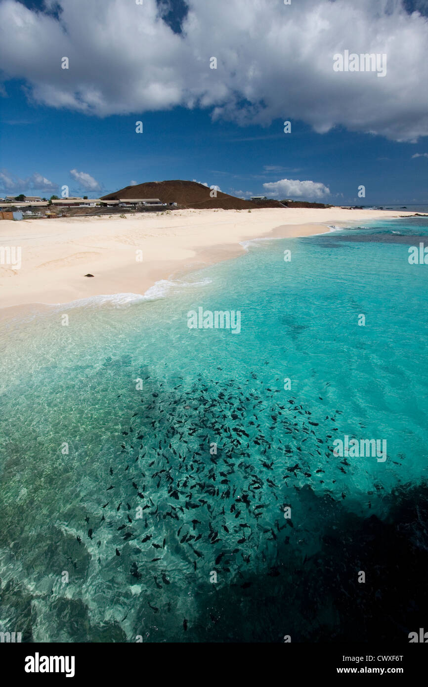 Fischen Sie Im Hafen Von Clarence Bay Insel Ascension British Overseas Territory Stockfotografie Alamy