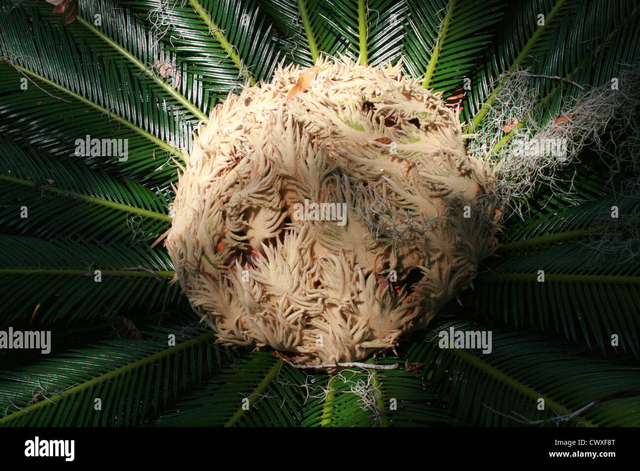 Palm-Baum tropischen Küste Strand Art Florida Stockfoto