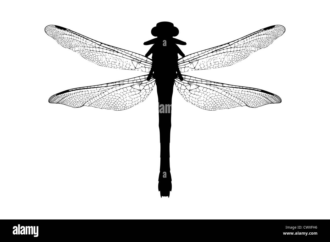 Eine Silhouette einer Libelle isoliert auf weißem Hintergrund Stockfoto