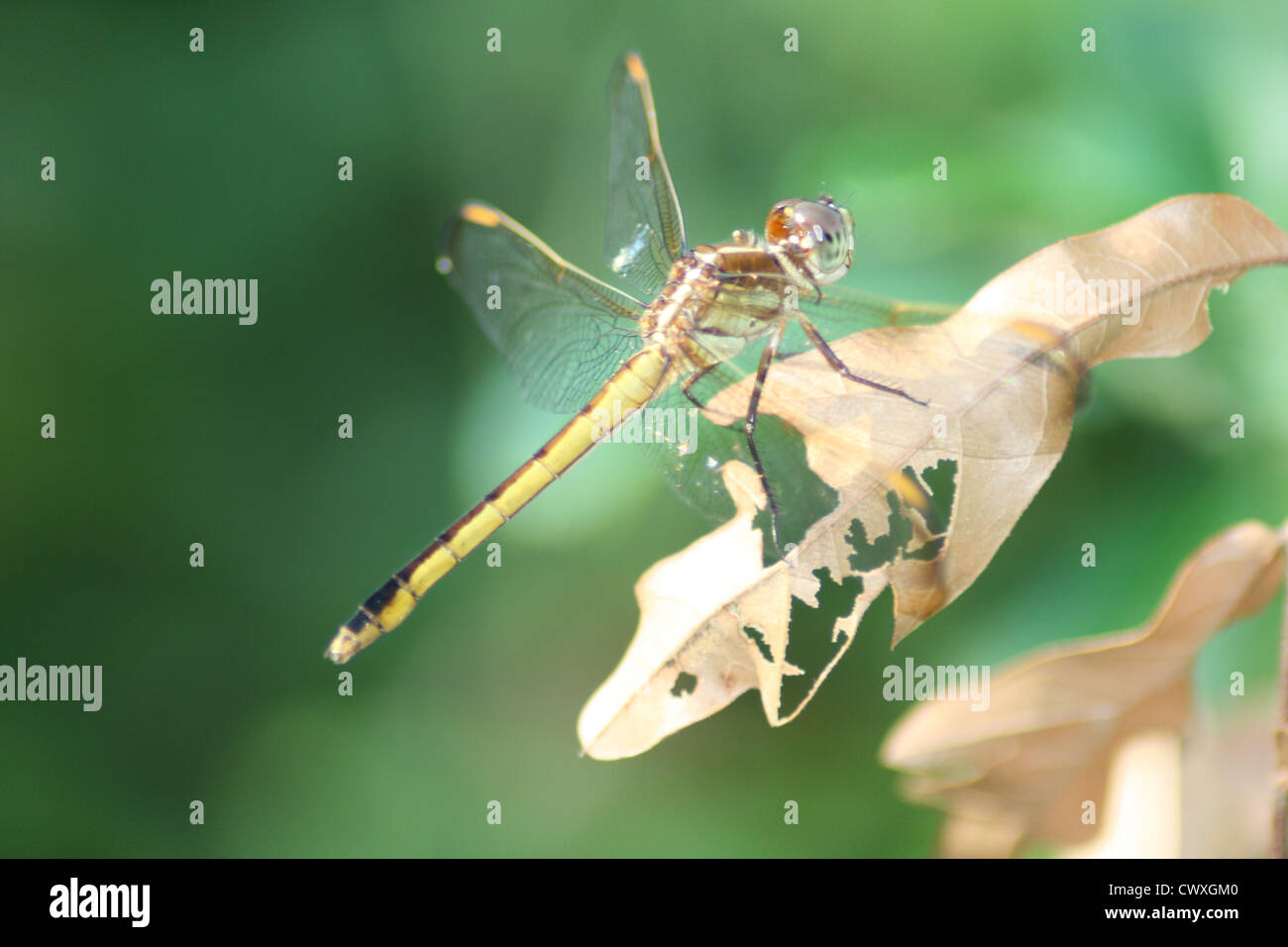Libelle-Foto-grüne und braune Libellen Stockfoto