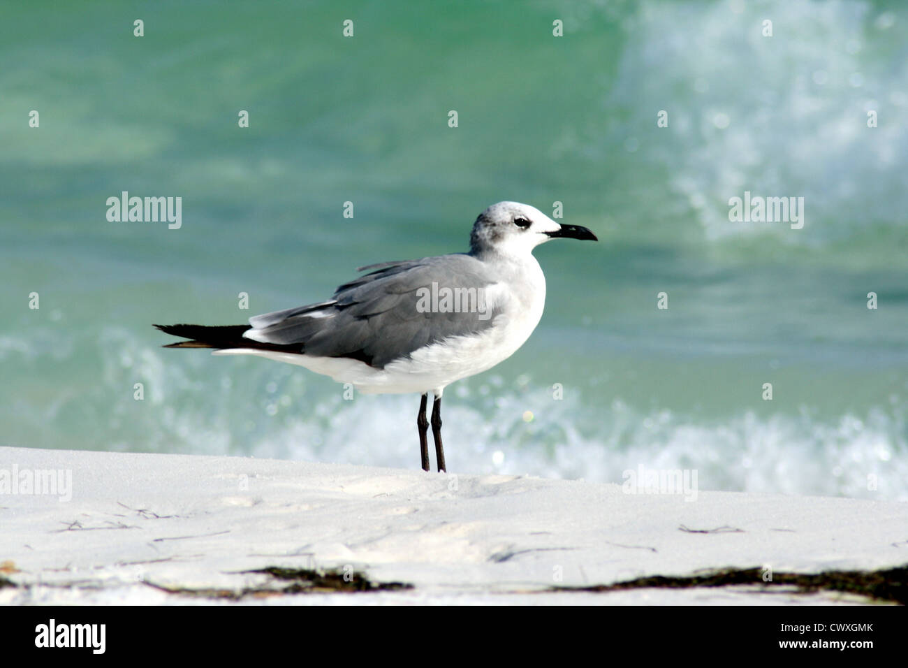 Möwen-Bilder der Vögel Stockfoto