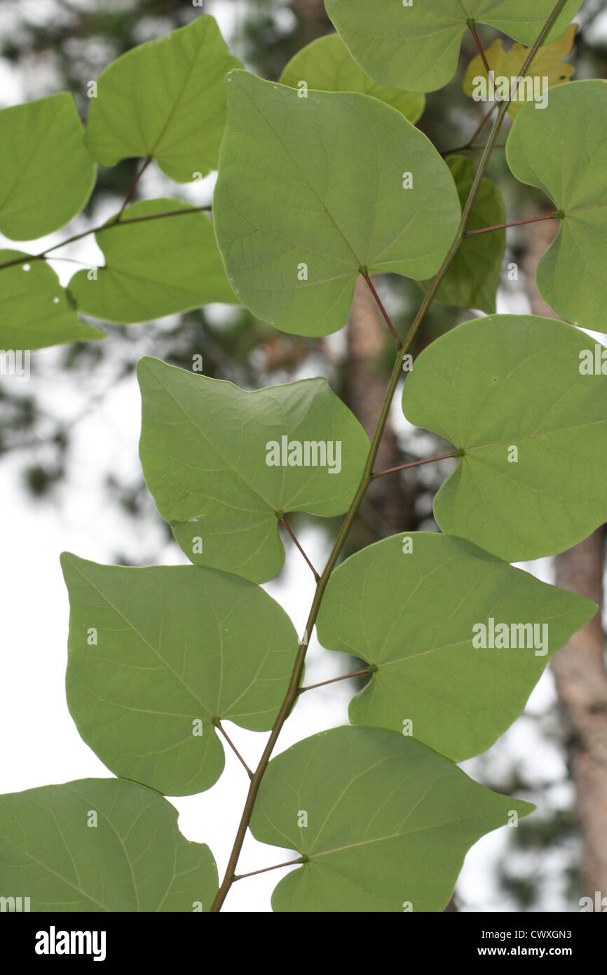 Grüner Baum Blätter botanische Natur Kunst Stockfoto