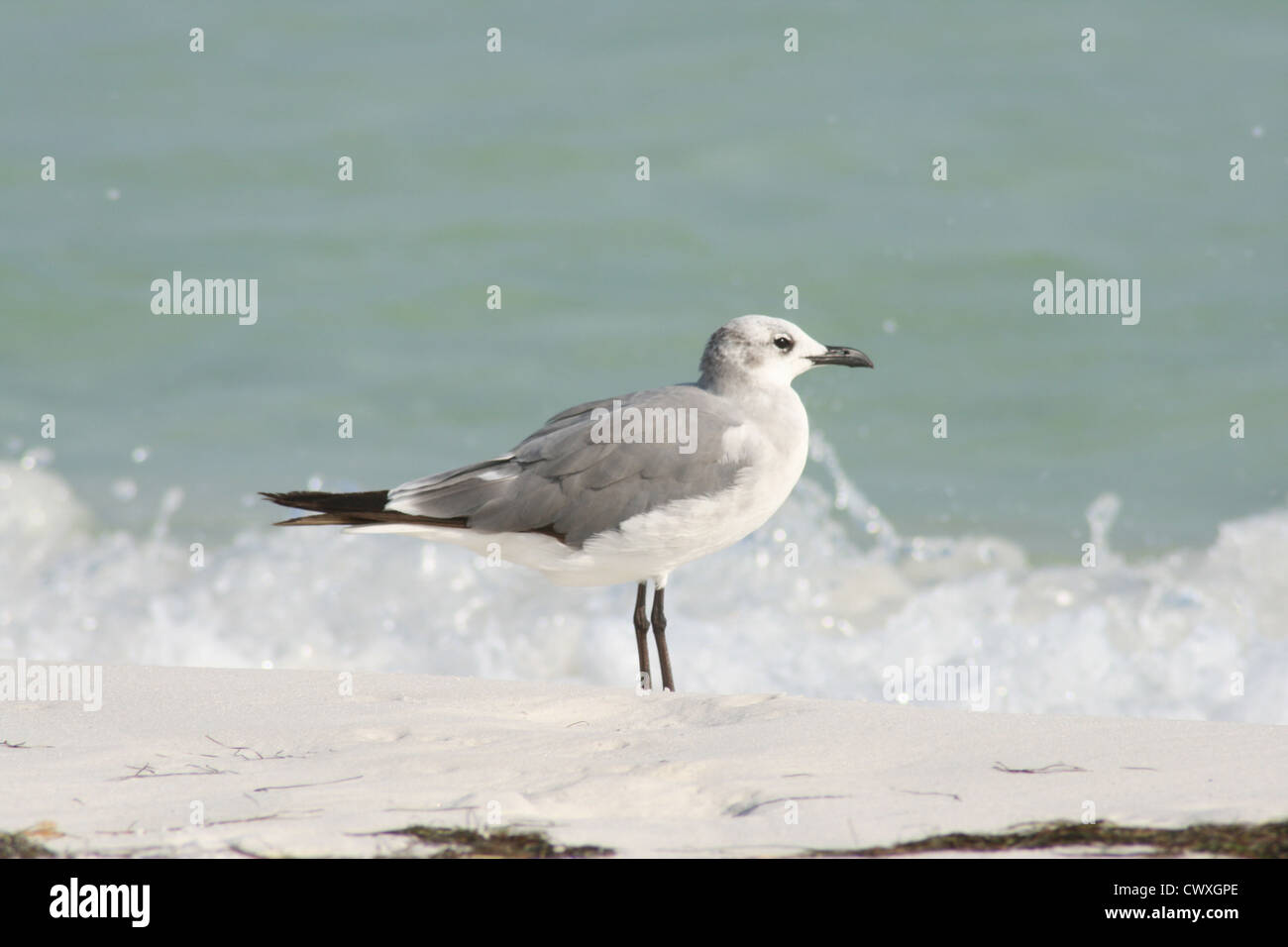 Möwe Vogel Bild Stockfoto