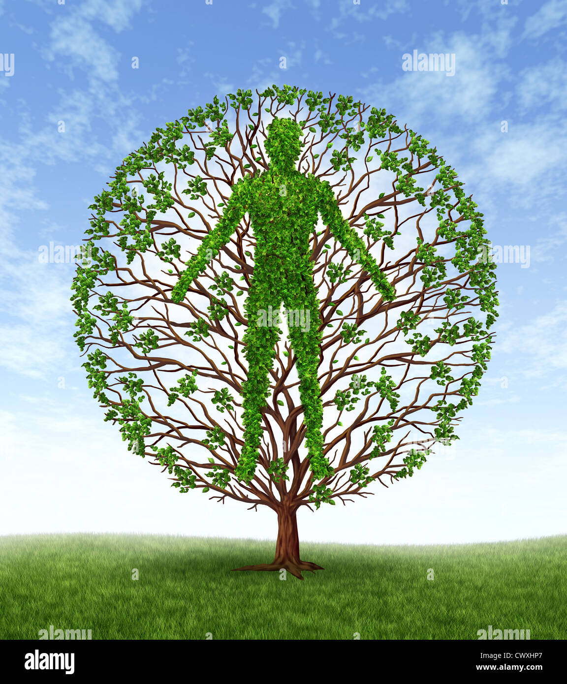 Menschliches Wachstum und Entwicklung und Persönlichkeitsentwicklung als medizinische Symbol der Gesundheit als ein Baum mit Ästen und grünen Blättern Stockfoto