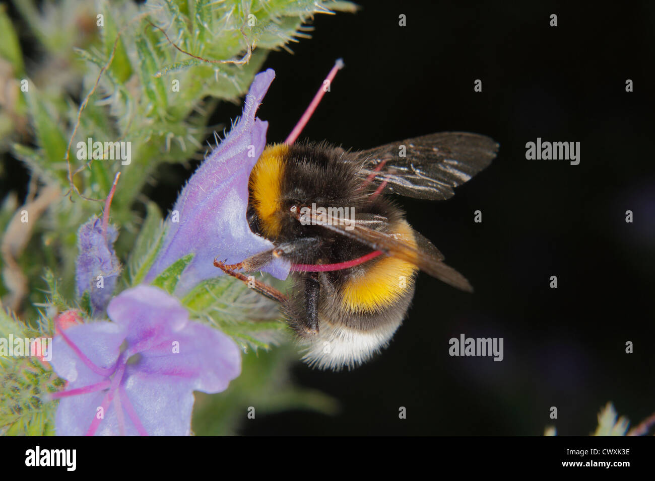 Große Erde Hummel (Bombus Terrestris) auf einer Blume Stockfoto