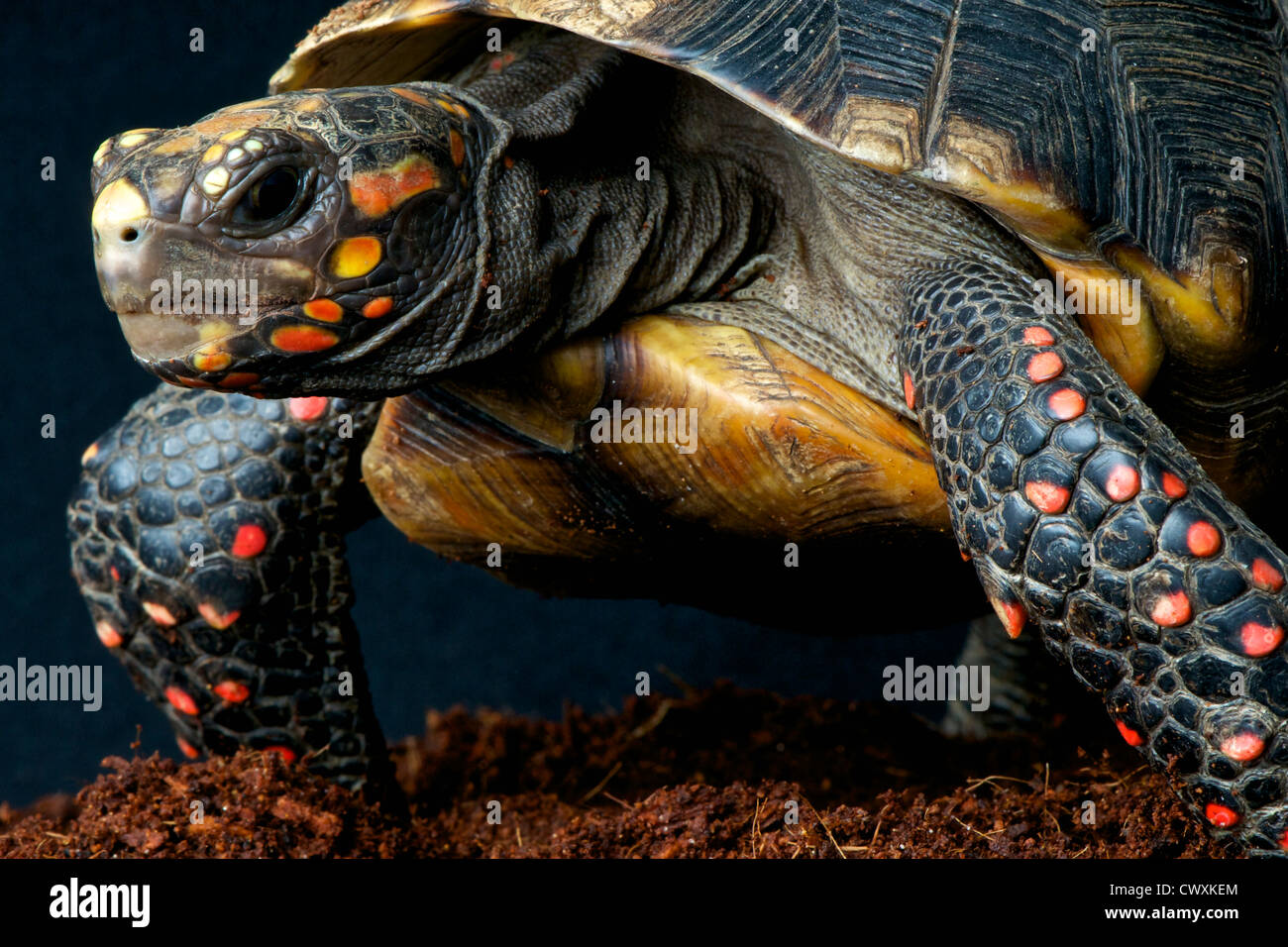 Red-footed Schildkröte / Chelonoides Carbonaria Stockfoto