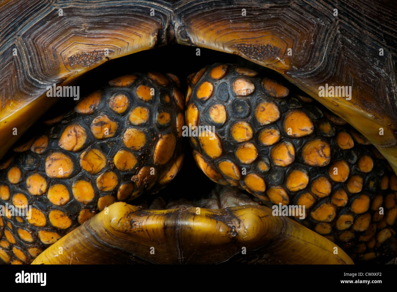 Riesenschildkröte / Chelonoidis Verbreitungsgebiet Stockfoto