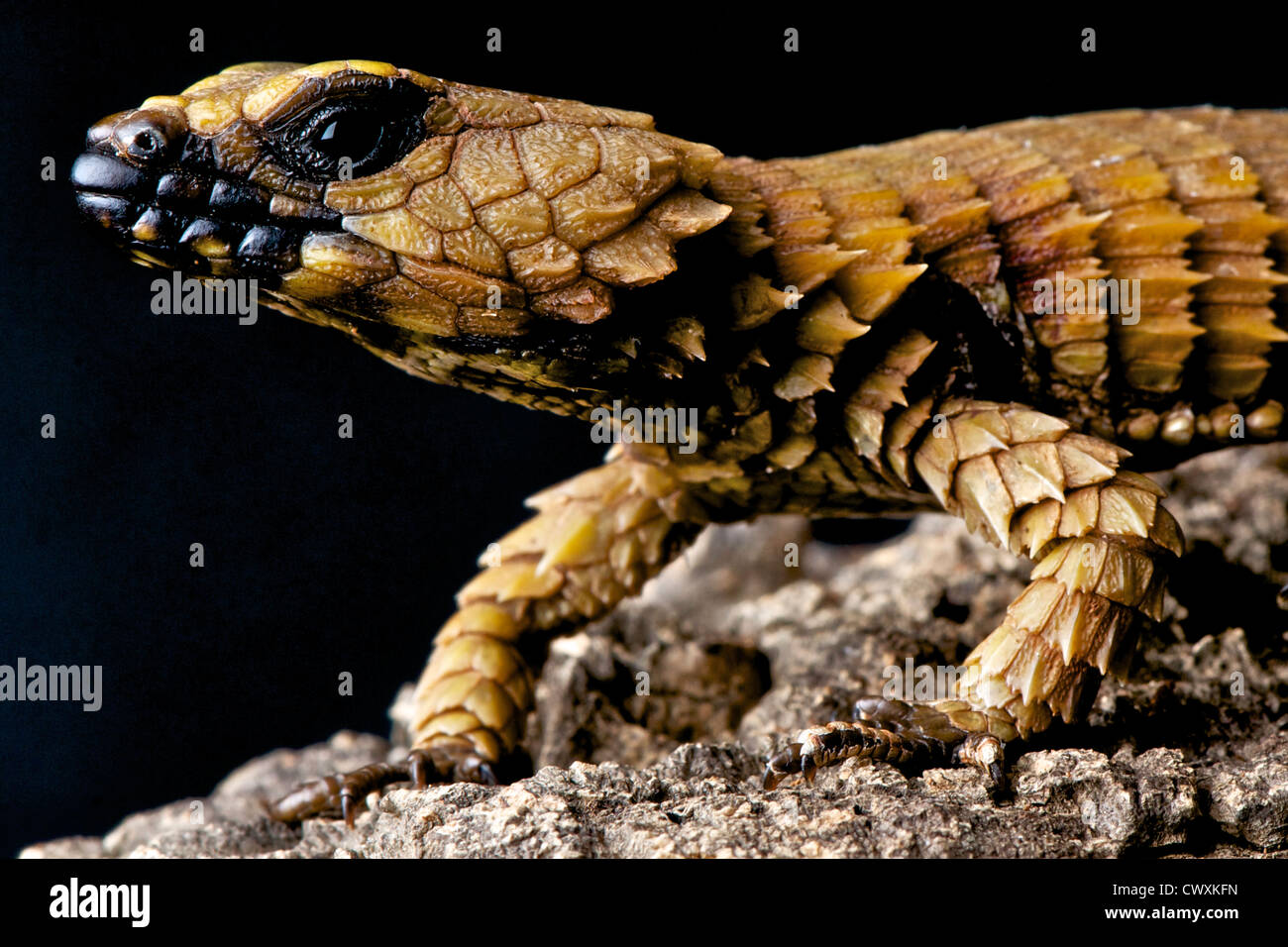 Armadillo Lizard / Cordylus Cataphractus Stockfoto