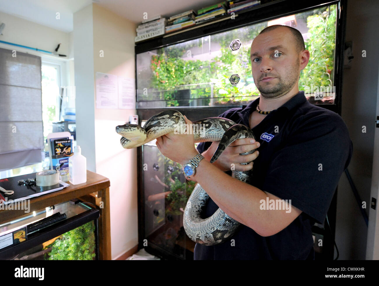 Keith Simpson-Brunnen von der RSPCA Reptil Rettungszentrum in Patcham mit einer Dumrils Boa Stockfoto