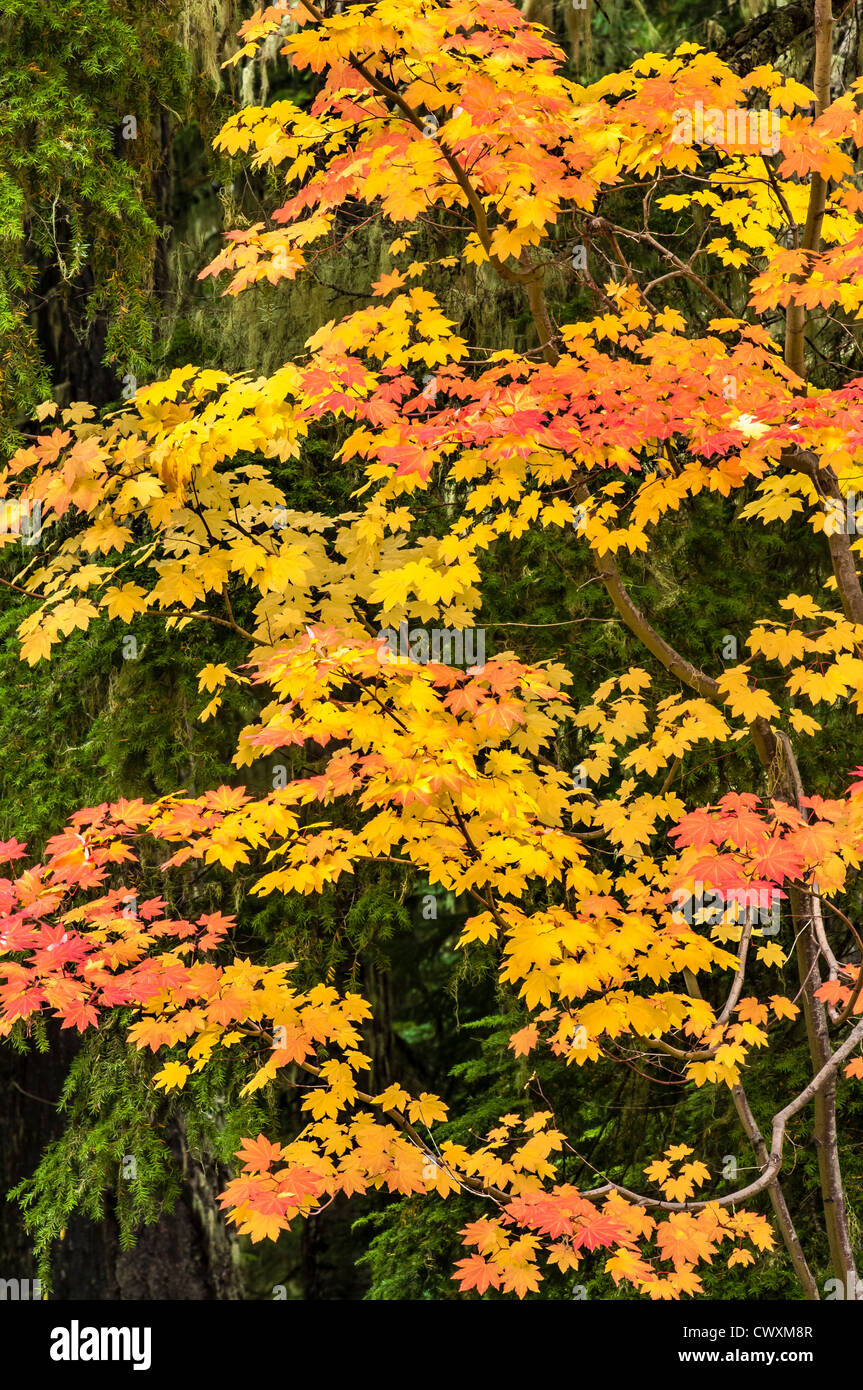 Rebe Ahornbaum mit Herbstfarben; Gifford Pinchot National Forest, Cascade Mountains, Washington. Stockfoto
