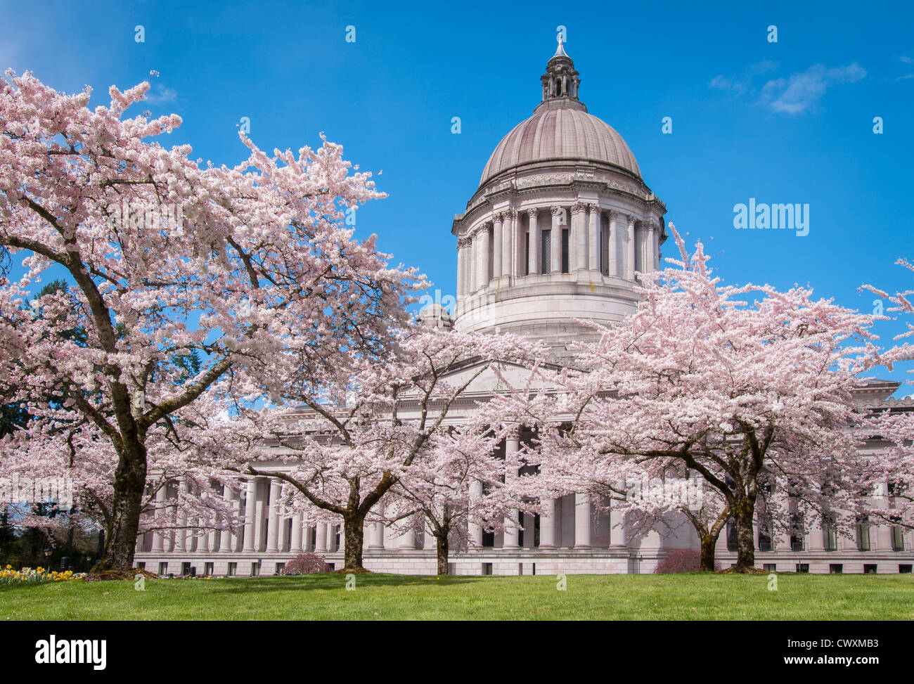 Washington State Capitol Legislative Building und blühende Kirschbäume in Olympia, Washington. Stockfoto