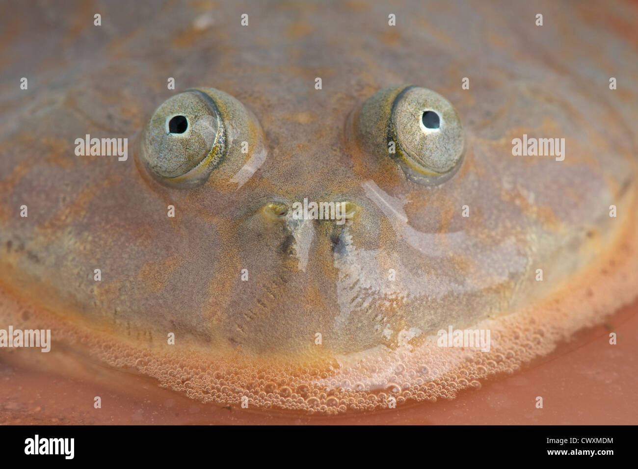Budgett der Frosch / Lepidobatrachus Laevis Stockfoto