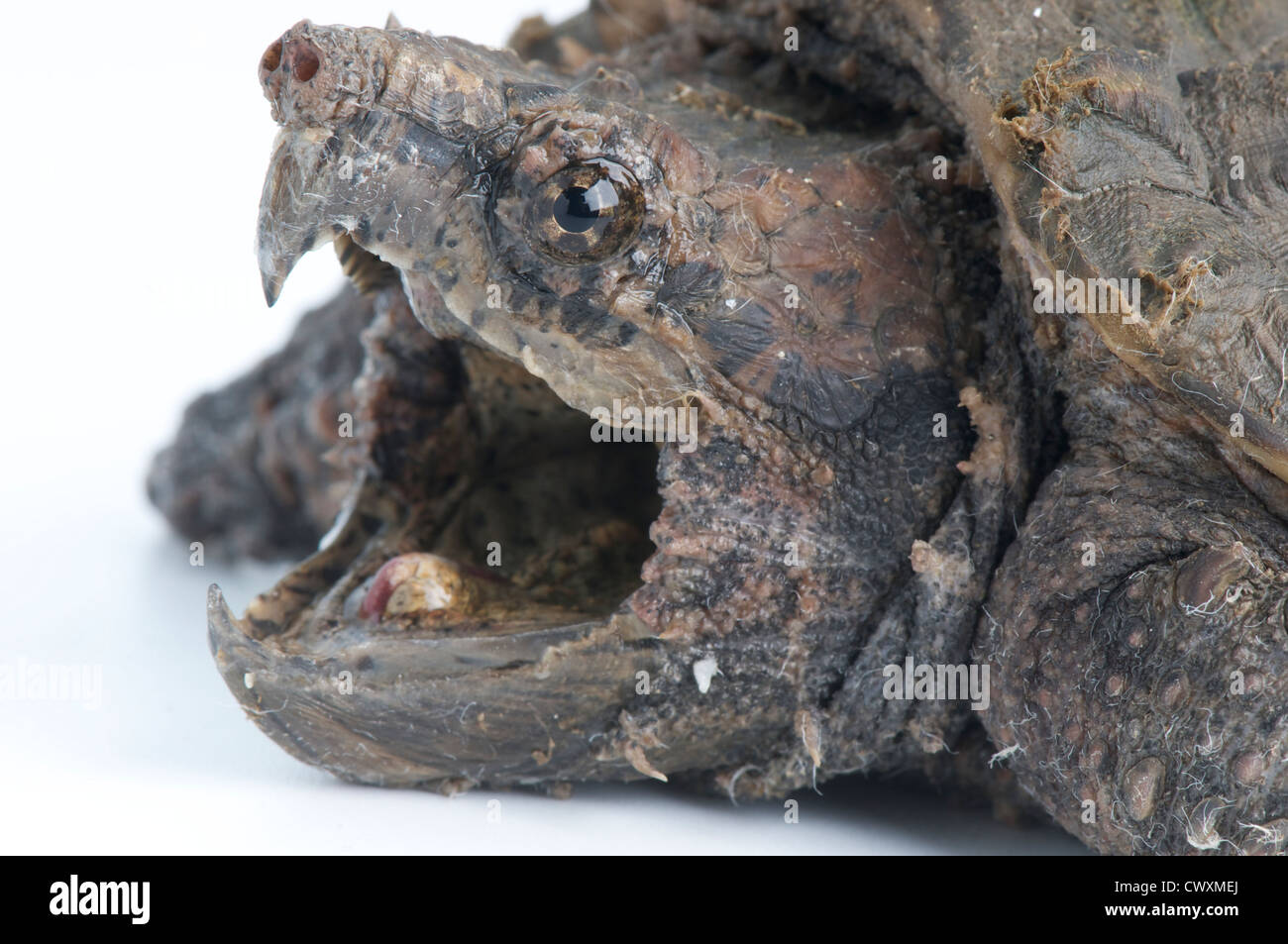 Alligator Schnappschildkroten Stockfotos Und Bilder Kaufen Alamy