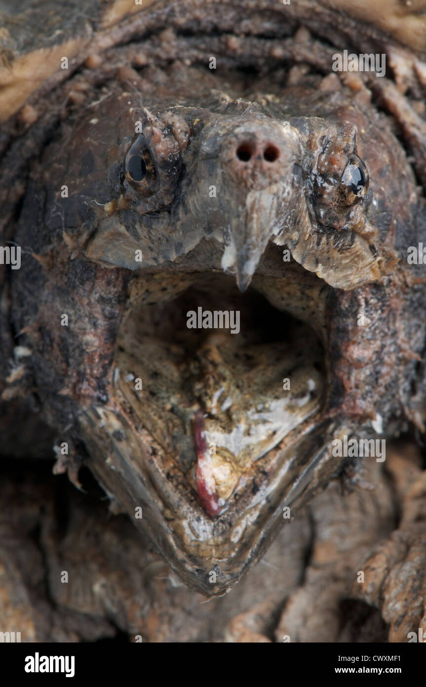 Alligator Schnappschildkroten Stockfotos Und Bilder Kaufen Alamy