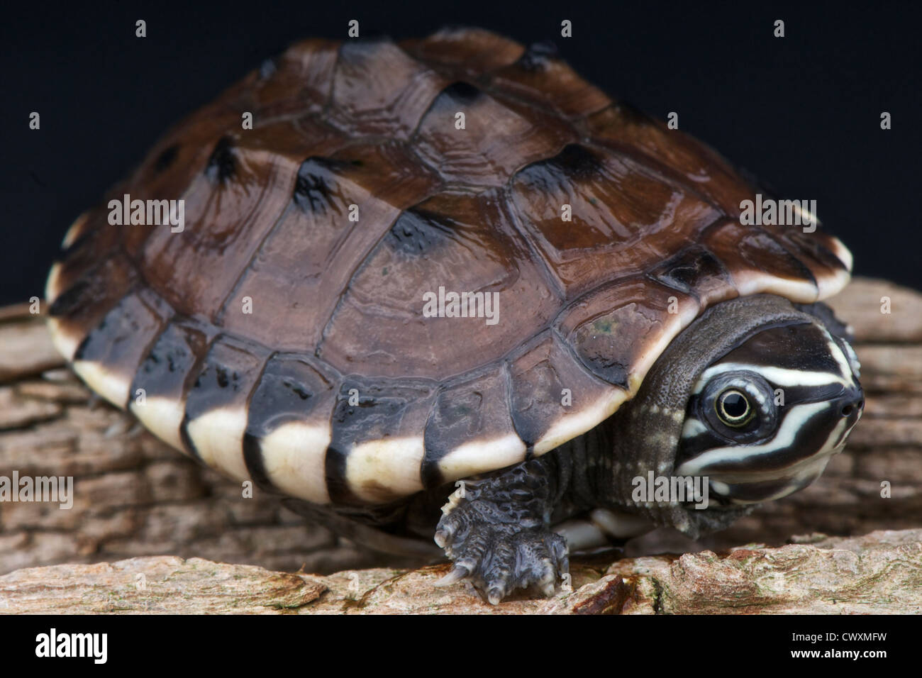 Malaiische Schnecke Schildkröte Essen / Malayemis Macrophala Stockfoto