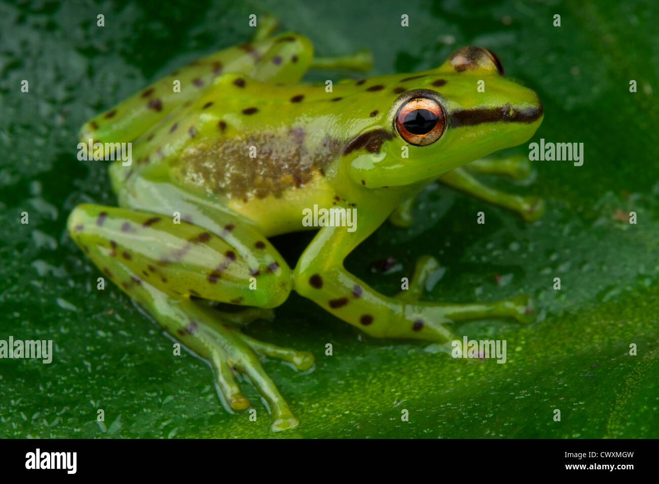 Gesprenkelte Glas Frosch / Mantidactylus Pulcher Stockfoto