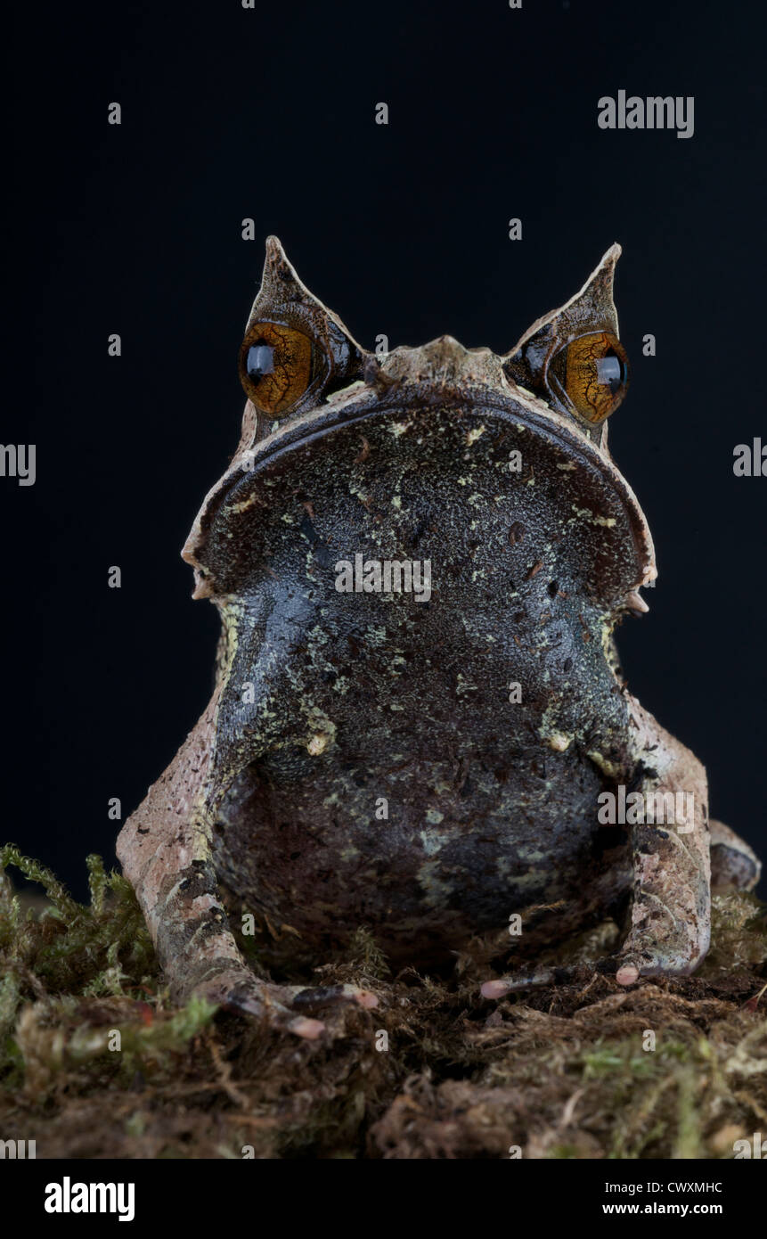 Malaiische gehörnten Frosch / Megophrys Nasuta Stockfoto