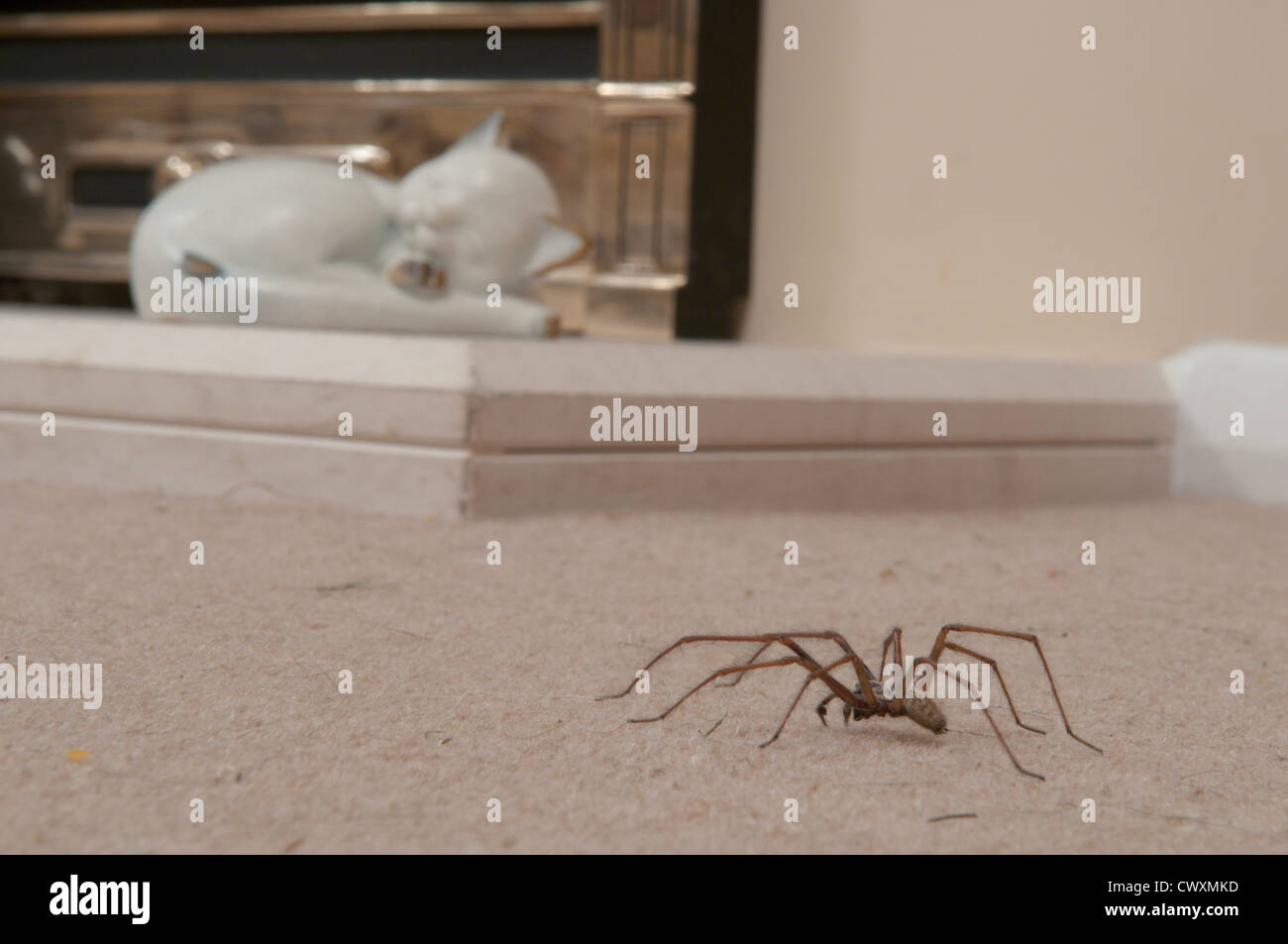 Haus Spinne (Tegenaria Gigantea) Sussex, UK. September im Innenbereich Stockfoto