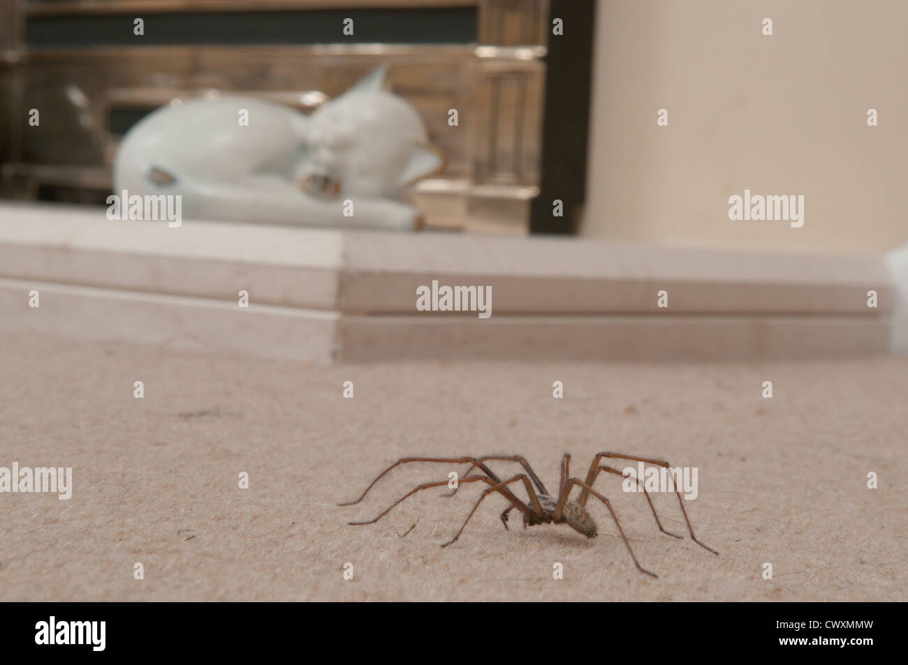Haus Spinne (Tegenaria Gigantea) Sussex, UK. September im Innenbereich Stockfoto