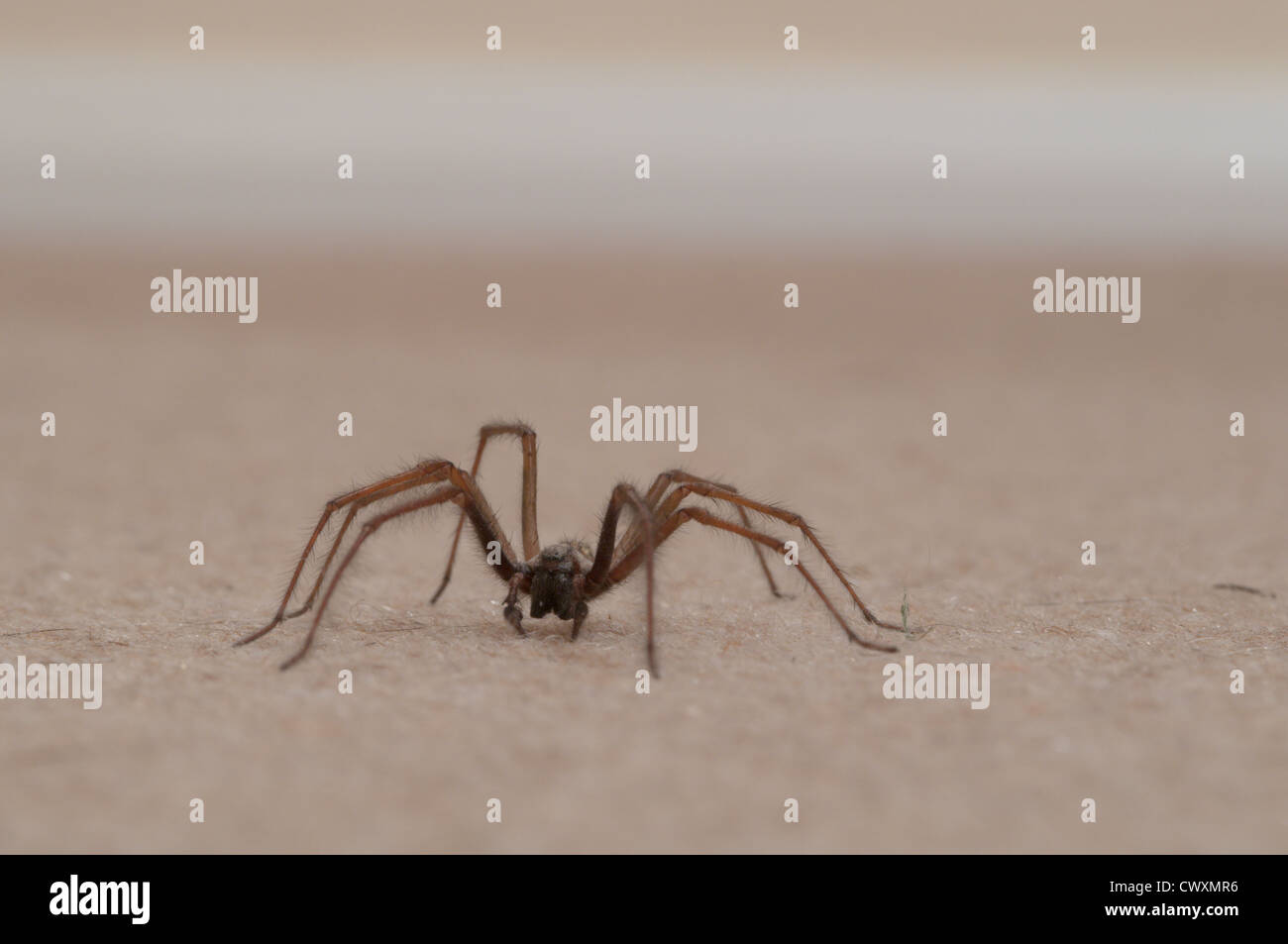 Haus Spinne (Tegenaria Gigantea) Sussex, UK. September im Innenbereich Stockfoto