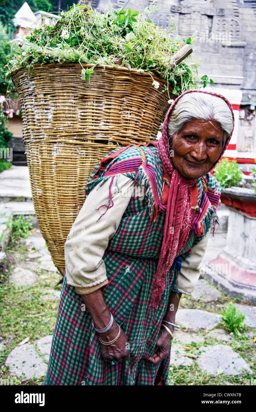 Alte indische Dame in Tracht tragen einen Korb voller Unkraut. Nagar, Himachal Pradesh, Indien Stockfoto