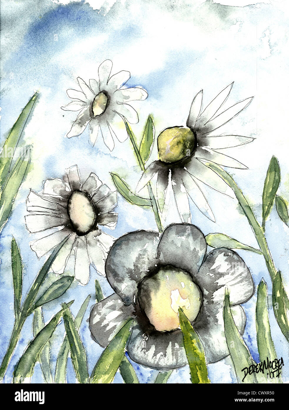 Daisy weiße Blumen Aquarell Blume botanische Kunst Stockfoto