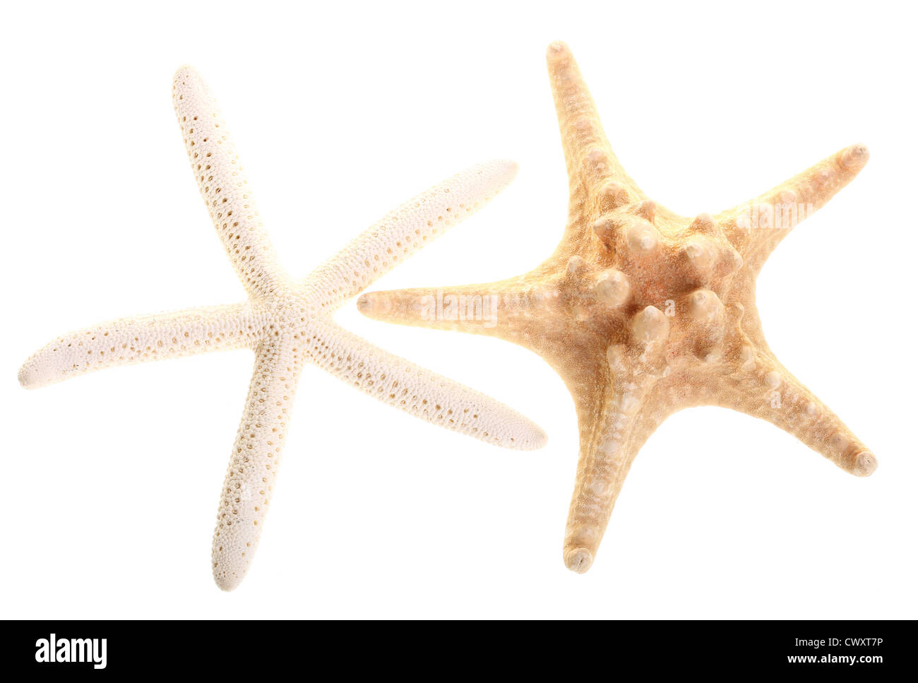 Finger-Seestern isoliert auf weißen Meer Sterne und Muscheln Natur Stockfoto