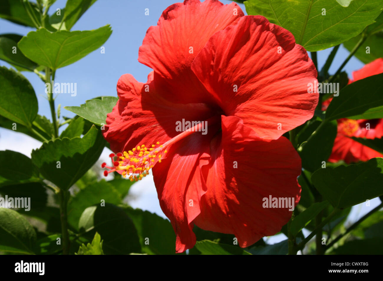 Rote Blumen botanische Kunst Blumenbild Stockfoto