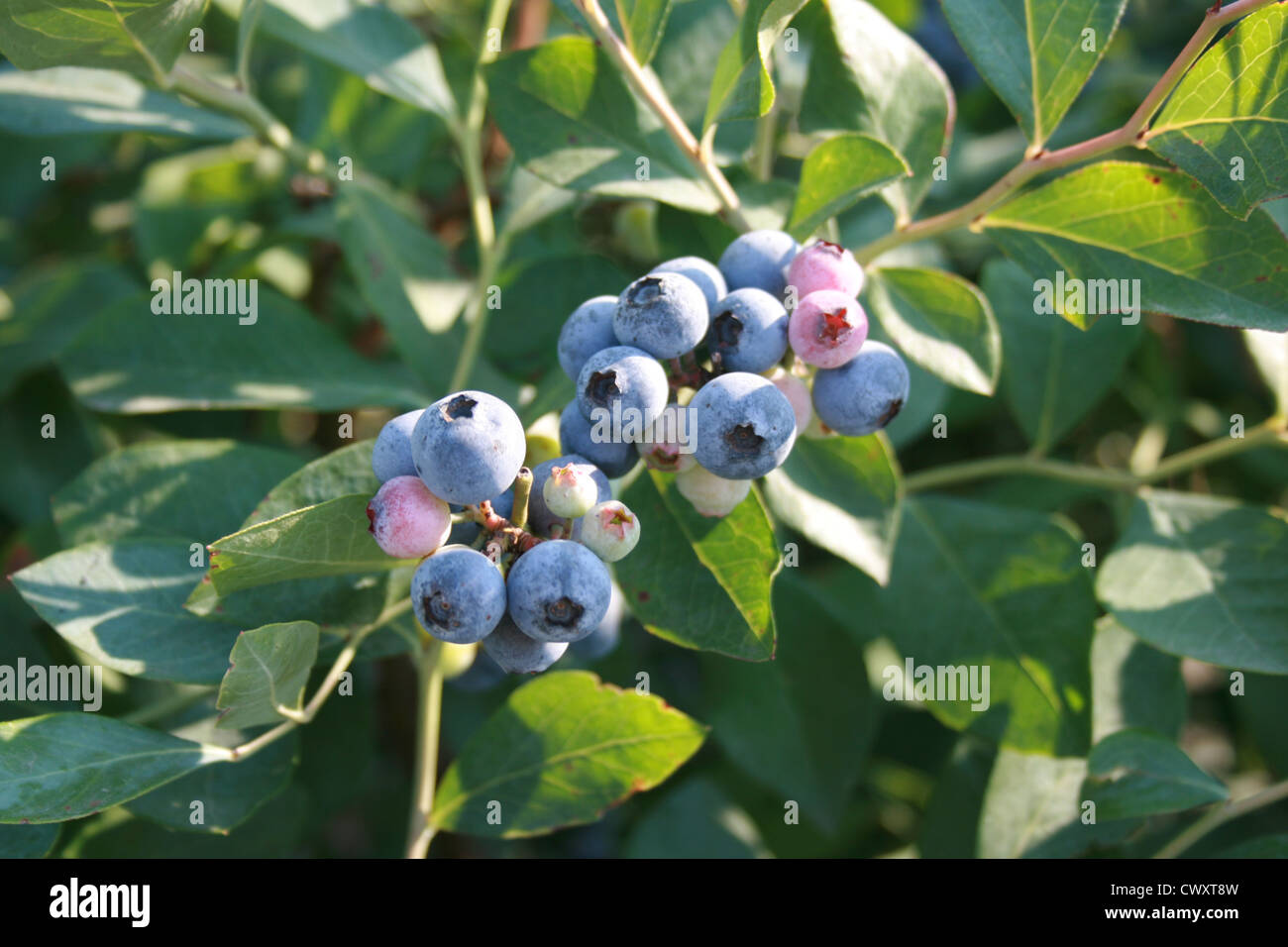 blaue Blaubeeren Beeren Obsthof Lebensmittel Stockfoto