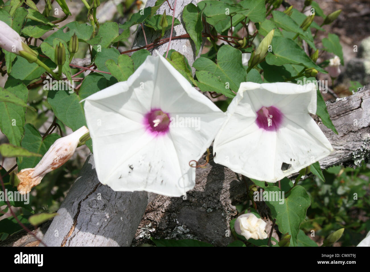 Blüten weiß-lila und grün Stockfoto