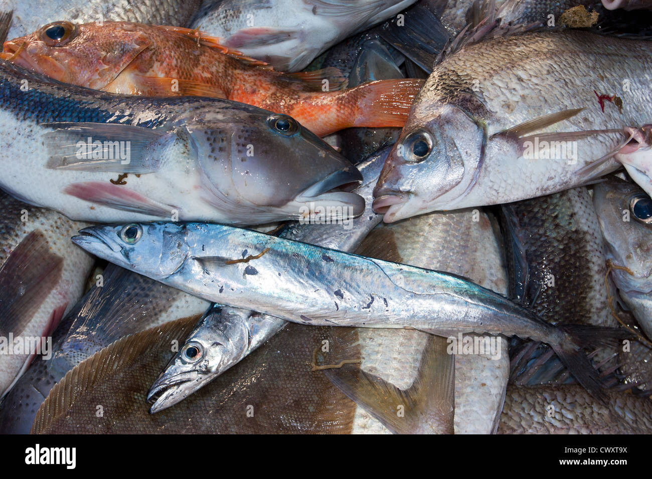 Schleppen von Schleppnetz auf eine kommerzielle Fischkutter: Blue cod, Barracouta, Tarakihi, Meer Perch, Sohle. Stockfoto