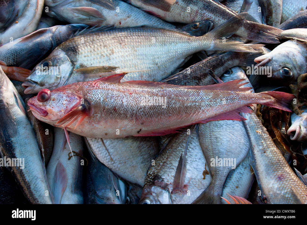 Weg vom Schleppnetz auf kommerzieller Fischtrawler: Rot Kabeljau und Tarakihi. Stockfoto