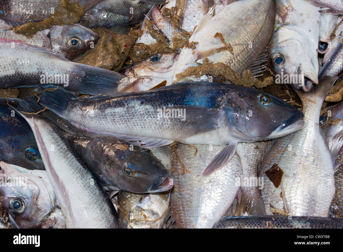 Schleppen von Schleppnetz auf eine kommerzielle Fischkutter. Blaue Kabeljau (Parapercis Colias) und Tarakihi. Stockfoto